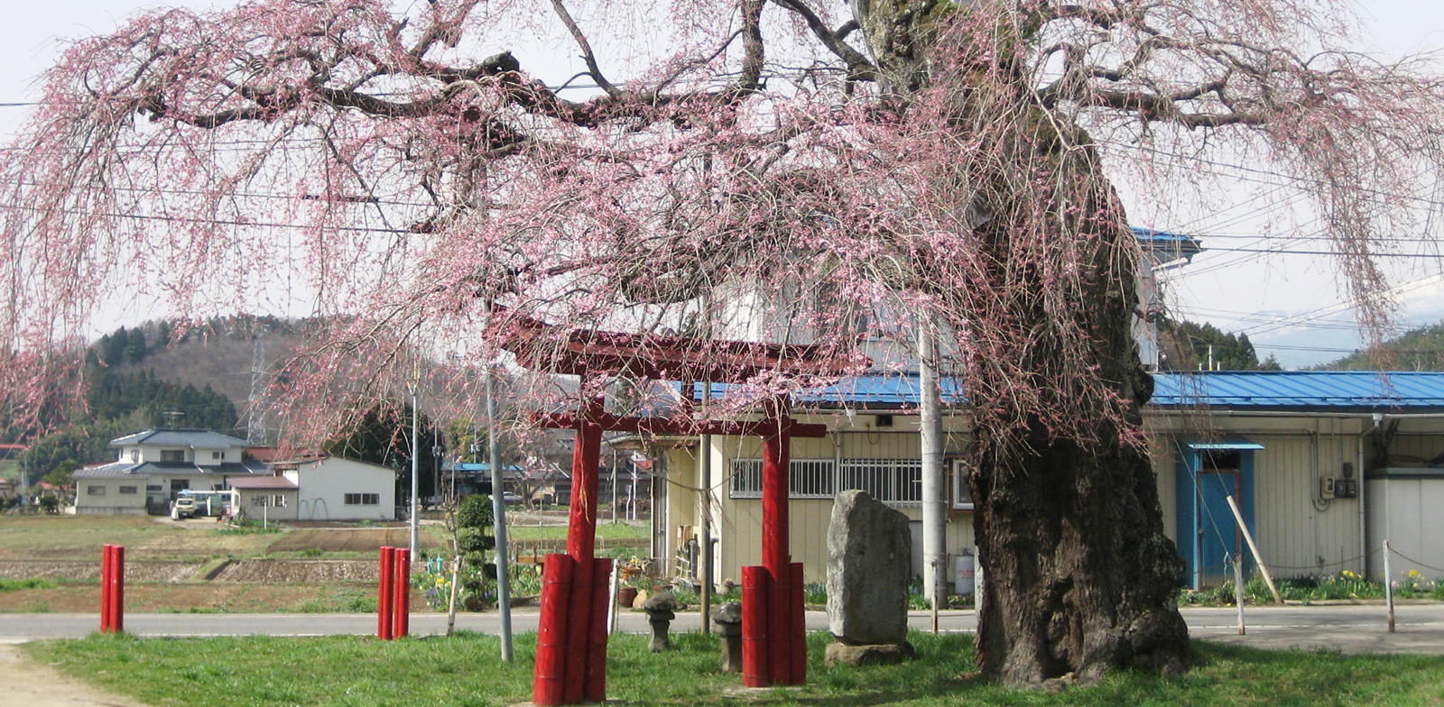 西郷の夫婦桜