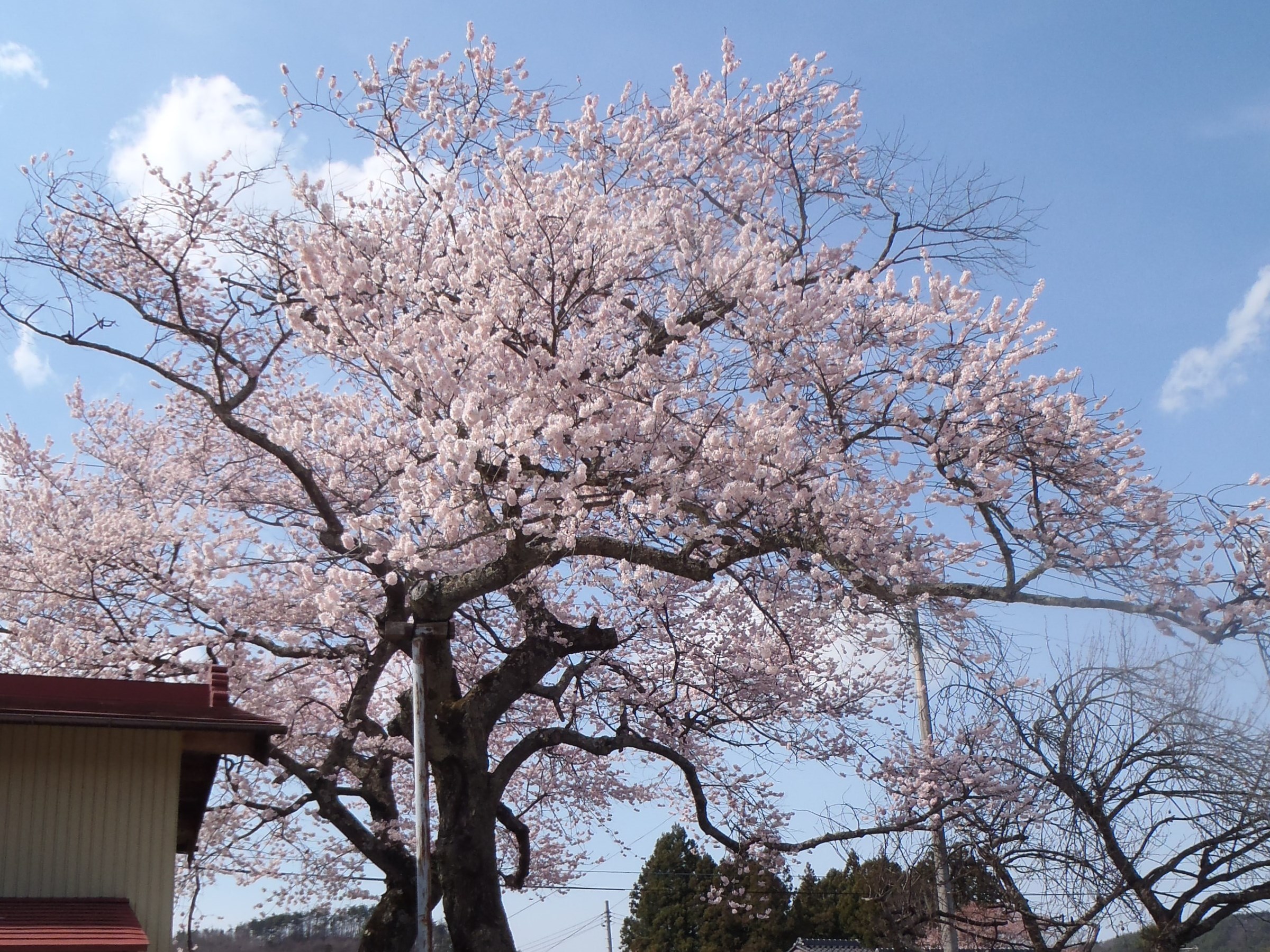 西郷の夫婦桜の画像