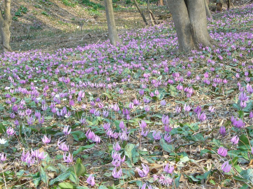 カタクリの花の写真