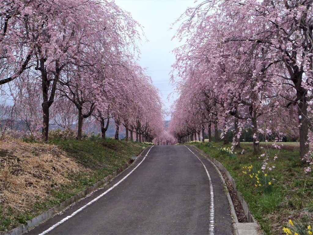 右輪台の桜の写真