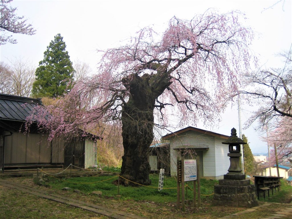 諏訪山の桜の写真