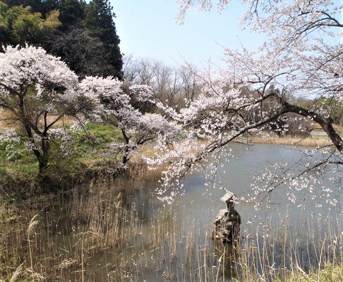 弥惣治沼の桜の写真