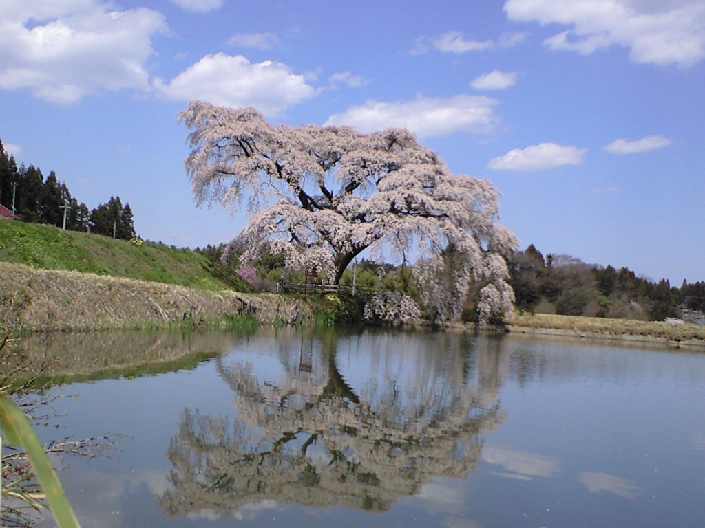 芳水の桜の写真