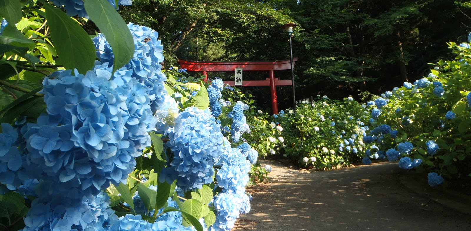 あじさい小路